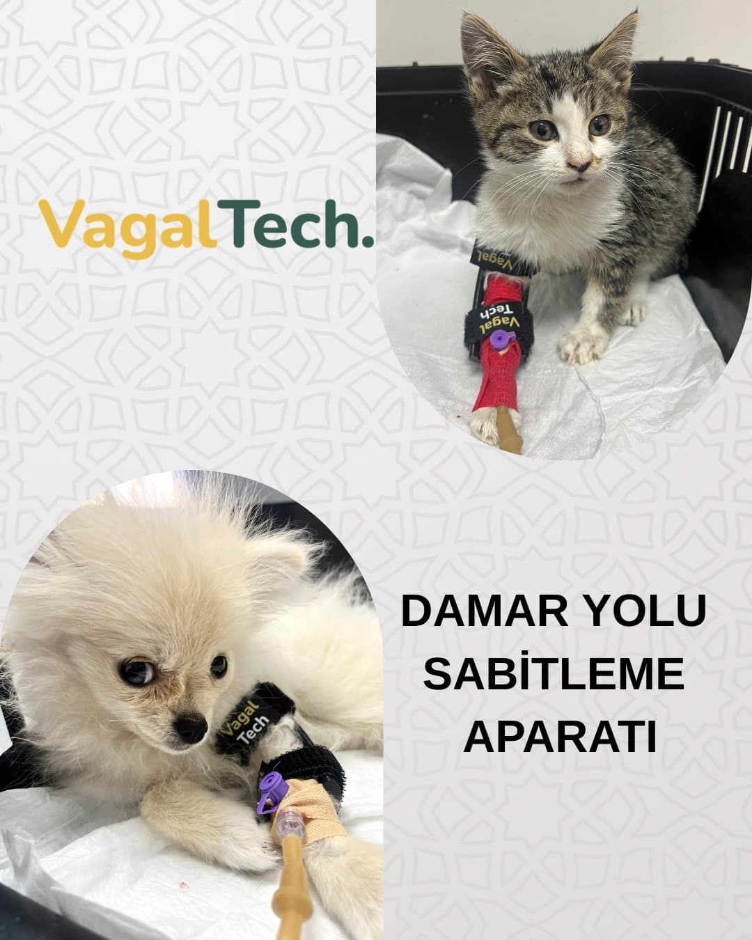 Veteriner kliniğinde damar yolu sabitleme